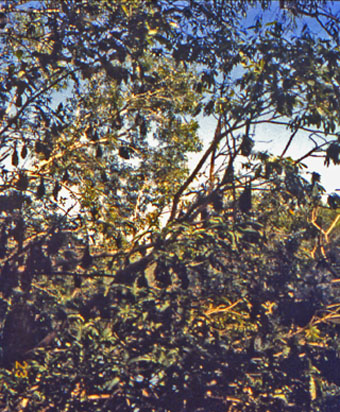 Bats and Nipah virus:Though their specie is unknown, this image depicts numerous flying foxes of the genus Pteropus,: which were hanging up-side-down from the trees in their resting position. The natural reservoir for Hendra virus is thought to be flying foxes (bats of the genus Pteropus) found in Australia. The natural reservoir for Nipah virus is still under investigation, but preliminary data suggest that bats of the genus Pteropus are also the reservoirs for Nipah virus in Malaysia. Caption and Image from Centers for Disease Control and Prevention Public Health Image Library, Atlanta, GA).